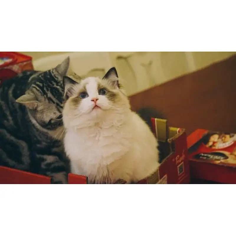 Uweld Bear Print Waterproof Pet Raincoat
