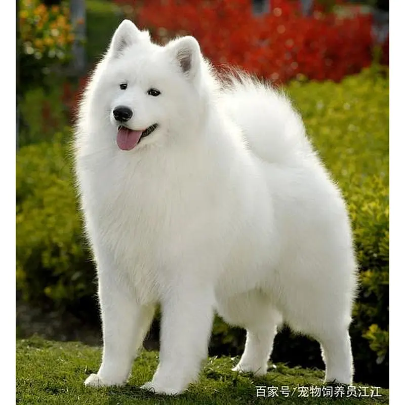 Uweld Pineapple-Shaped Plush Warm Pet House
