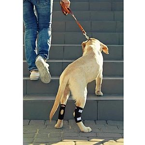 High Quality neoprene Pet Knee Protect Dog Leg Brace Sleeve soft Dog Knee Brace for Rear Leg