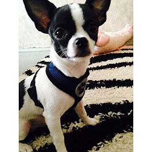 Pet Control Harness for Dog Cat Soft Mesh fabric Walk Collar Safety Strap Vest
