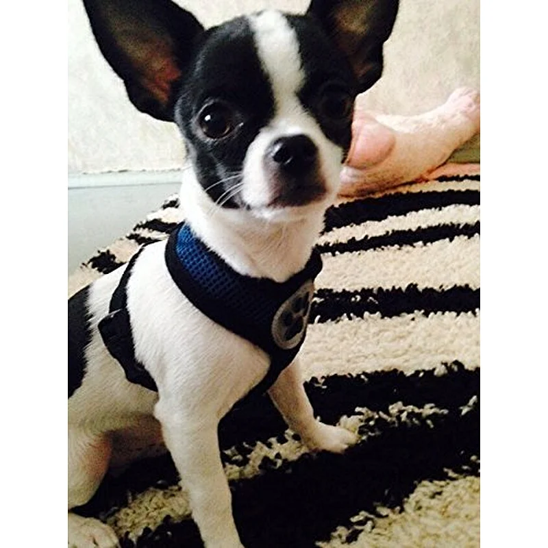 Pet Control Harness for Dog Cat Soft Mesh fabric Walk Collar Safety Strap Vest