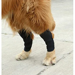 High Quality neoprene Pet Knee Protect Dog Leg Brace Sleeve for Surgery Recovery