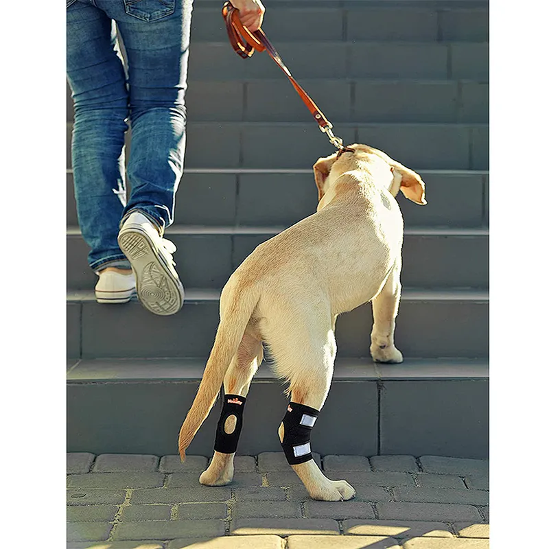 High quality neoprene leg joint wrap protector dog knee brace support with Safety Reflective Straps