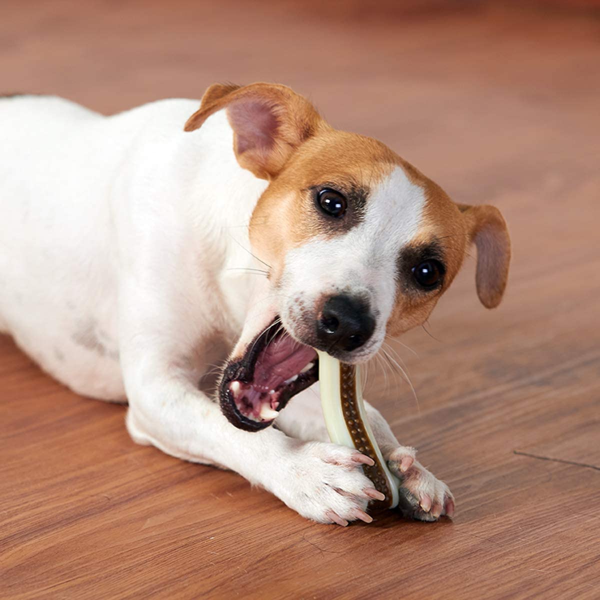 2 in 1 toy nylon and treat combo