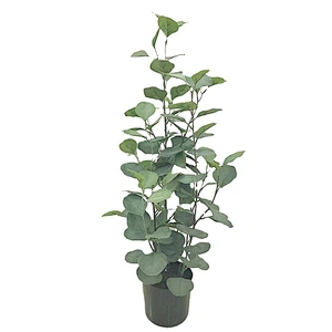 Real Touch Eucalyptus Leaf Factory Supply Wholesale Preserved Eucalyptus Leaf For Wedding Decor
