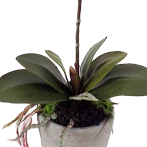 Office Wedding Decoration Artificial Orchid Flower Real Touch Latex Artificial Orchid Flower For Home