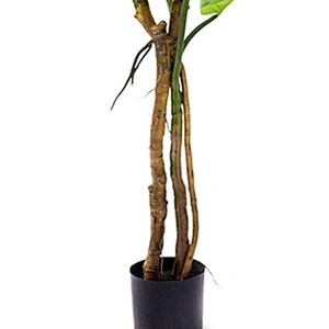 Wholesale High Quality Live Deliciosa Plants Monstera Leaves Home Decoration Monstera Plant Price