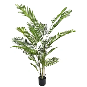 Factory Sale Green Garden Plant Dypsis Chrysalidocarpus Lutescens