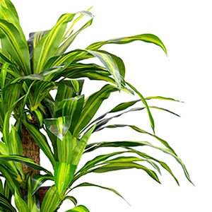 Green Plant Wall Hanging Artificial Dracena Tree Leaves Spotted Dracena Trees For Decoration