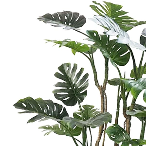 Varigata Ornamental Monstera Leaf Charm Live Monstera Plants New Design Real Touch  Artificial Trees And Plants
