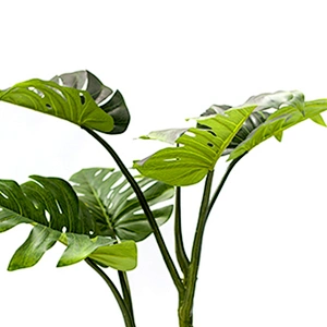 Wholesale High Quality Live Deliciosa Plants Monstera Leaves Home Decoration Monstera Plant Price