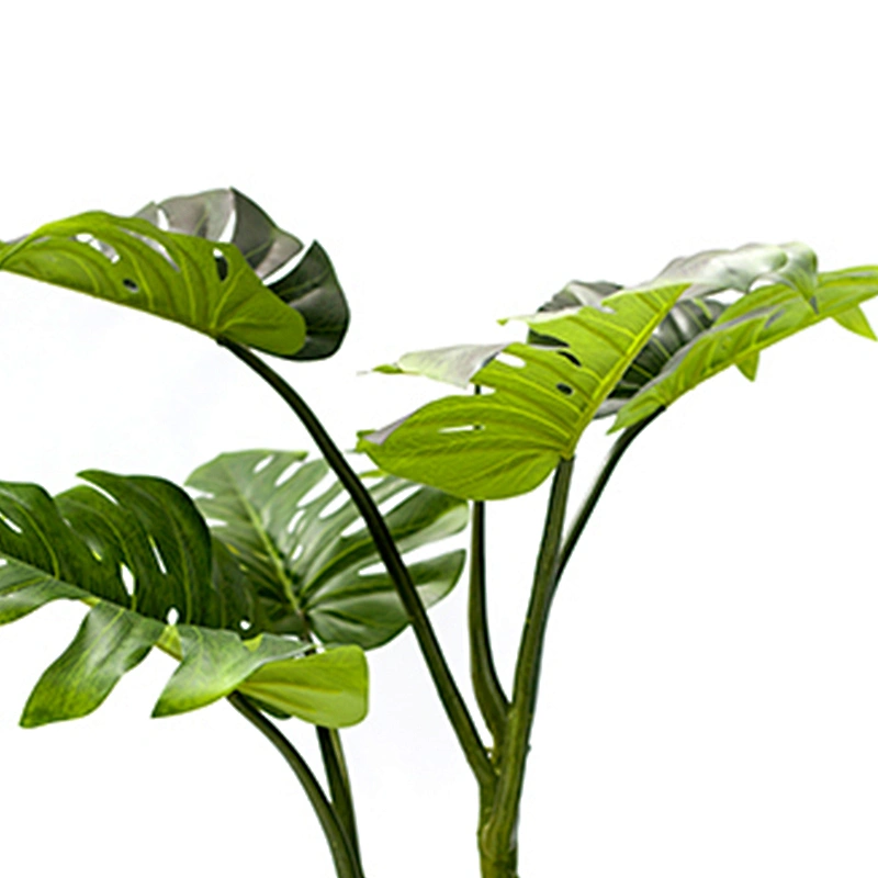 Wholesale High Quality Live Deliciosa Plants Monstera Leaves Home Decoration Monstera Plant Price
