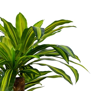 Houseplants Plastic Corn Plant Dracaena Fragrans Good Quality Happy Dracaena Tree