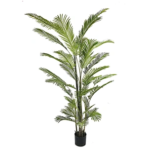 Factory Sale Green Garden Plant Dypsis Chrysalidocarpus Lutescens