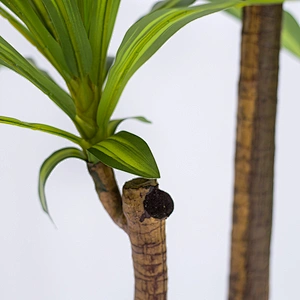 Houseplants Plastic Corn Plant Dracaena Fragrans Good Quality Happy Dracaena Tree