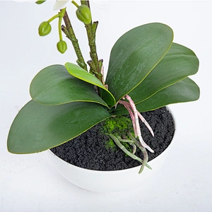 Home Decoration Orchid Branch Artificial Phalaenopsis Flowers Butterfly Orchid For Sale