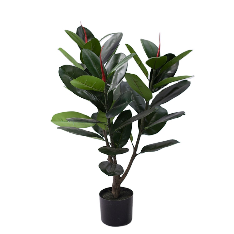 Best Price Wholesale Outdoor Bonsai Tree Ficus Elastica Foliage Plants