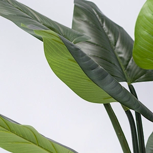 Most Popular Factory philodendra Plant indoor artificial philodendra plants for hotel