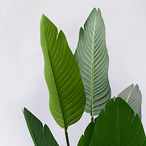 Real Touch Artificial Banana Tree Plants Artificial Decorative Varigata Plam Banana Tree Suppliers