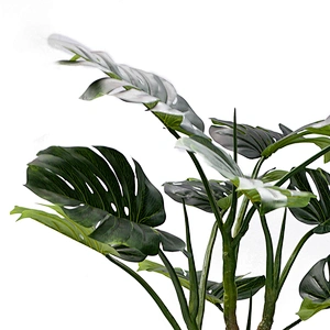 Free Samples Green Adansonii Monstera Popular Vivid Customized Monstera Plant Leaf