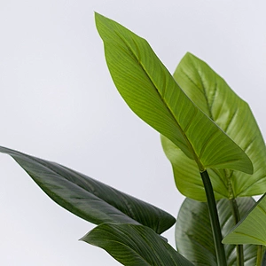 Wholesale Good prices artificial philodendron plant artificial philodendron for sale