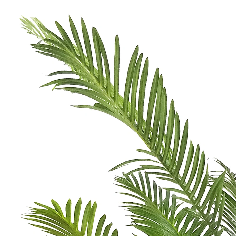 Wholesale Real Touch Artificial Areca Palm Factory Direct Sale Outdoor Plastic Areca Palm