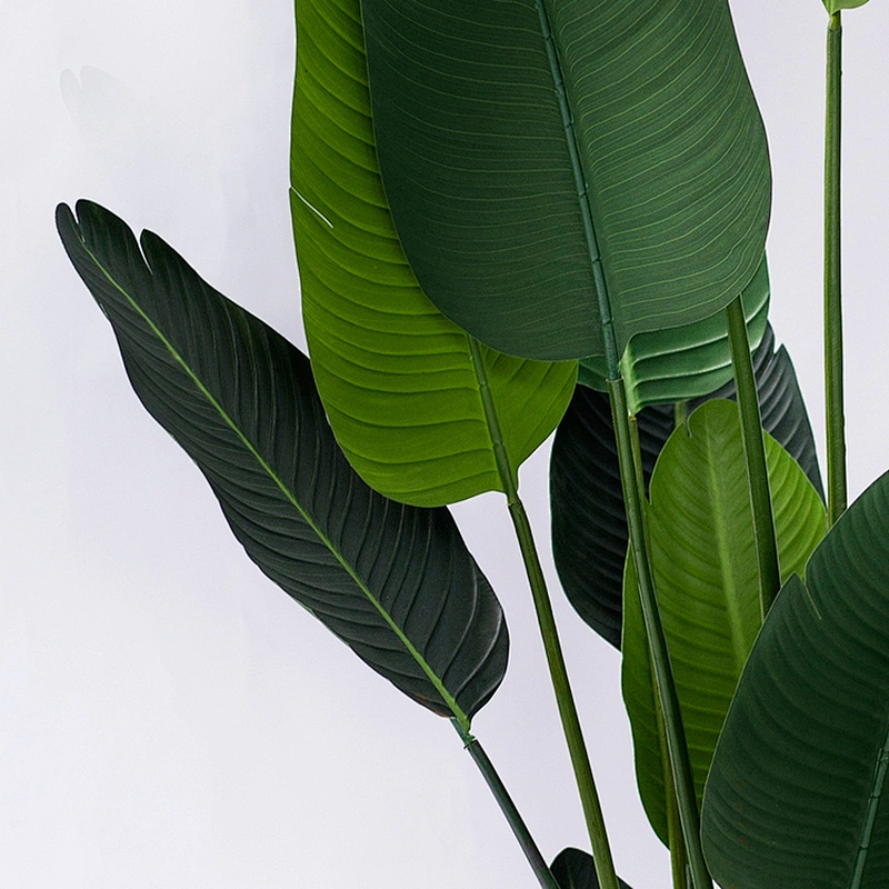 Living Room Decoration Garden Banana Tree Leaves Wholesale Bonsai Small Banana Tree