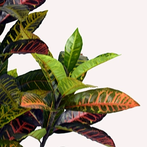 New style natural touch Artificial croton plant Good Quality Artificial croton for decoration