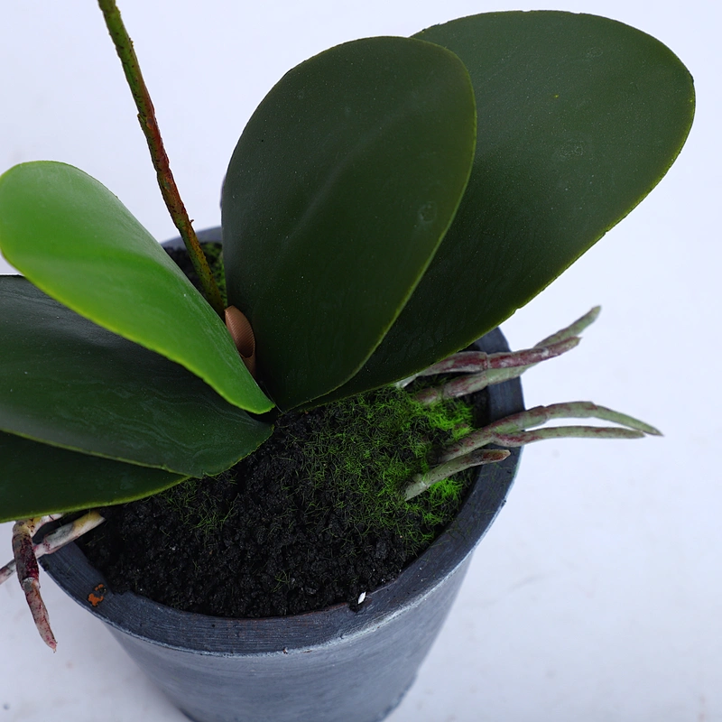Factory Direct Sale Silk Orchid Assortment Artificial Garden Decor Real Touch Flower Phalaenopsis