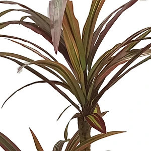 Tropical Plant Decoration Artificial Dracaena Tree Veriegated Dracaena Marginata Plant