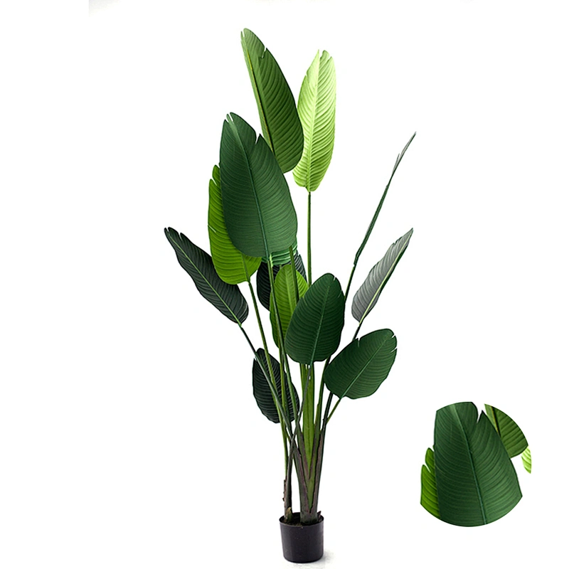 Living Room Decoration Garden Banana Tree Leaves Wholesale Bonsai Small Banana Tree