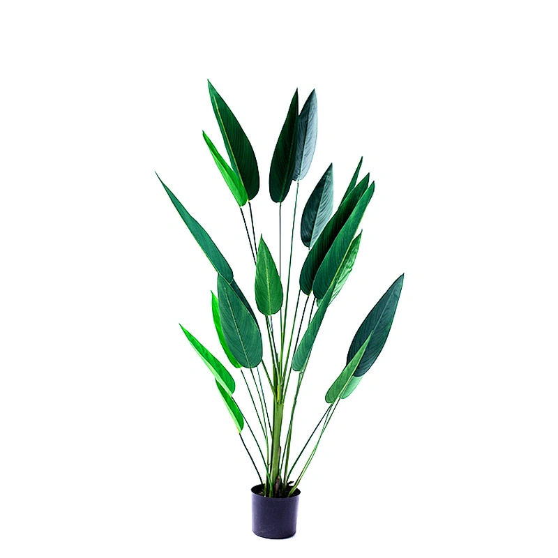 SILKYWAY:Factory Offer popular wholesale beautiful Strelitzia reginae ornamental plants bonsai