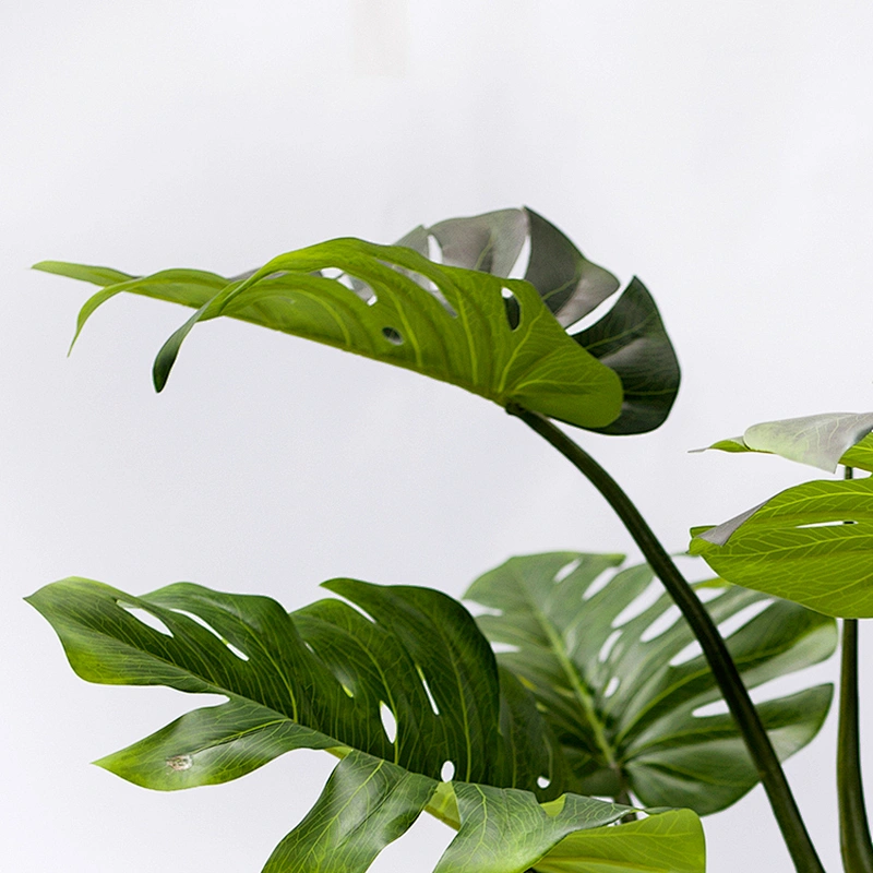 Wholesale High Quality Live Deliciosa Plants Monstera Leaves Home Decoration Monstera Plant Price