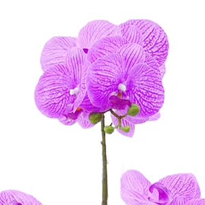High Quality Real touch Artificial Orchid Plants Orchid Flowers Orchid for Indoor Decoration