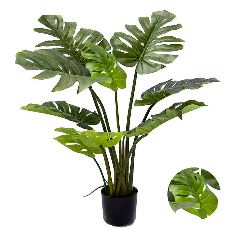 Factory Direct Sale Variegated Monstera Plant Decorative Monstera Live Plant Monstera Tree