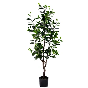 Delivery Fast Decorative Ornamental Bonsai Plants Ficus Deltoidea