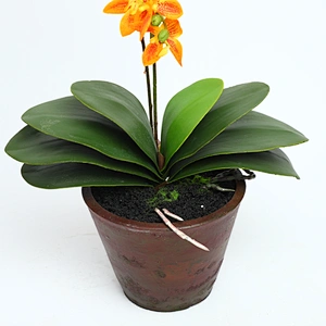 High Quality Real Touch  Artificial Flower Faux Water Cymbidium Butterfly Orchid For Home Decoration