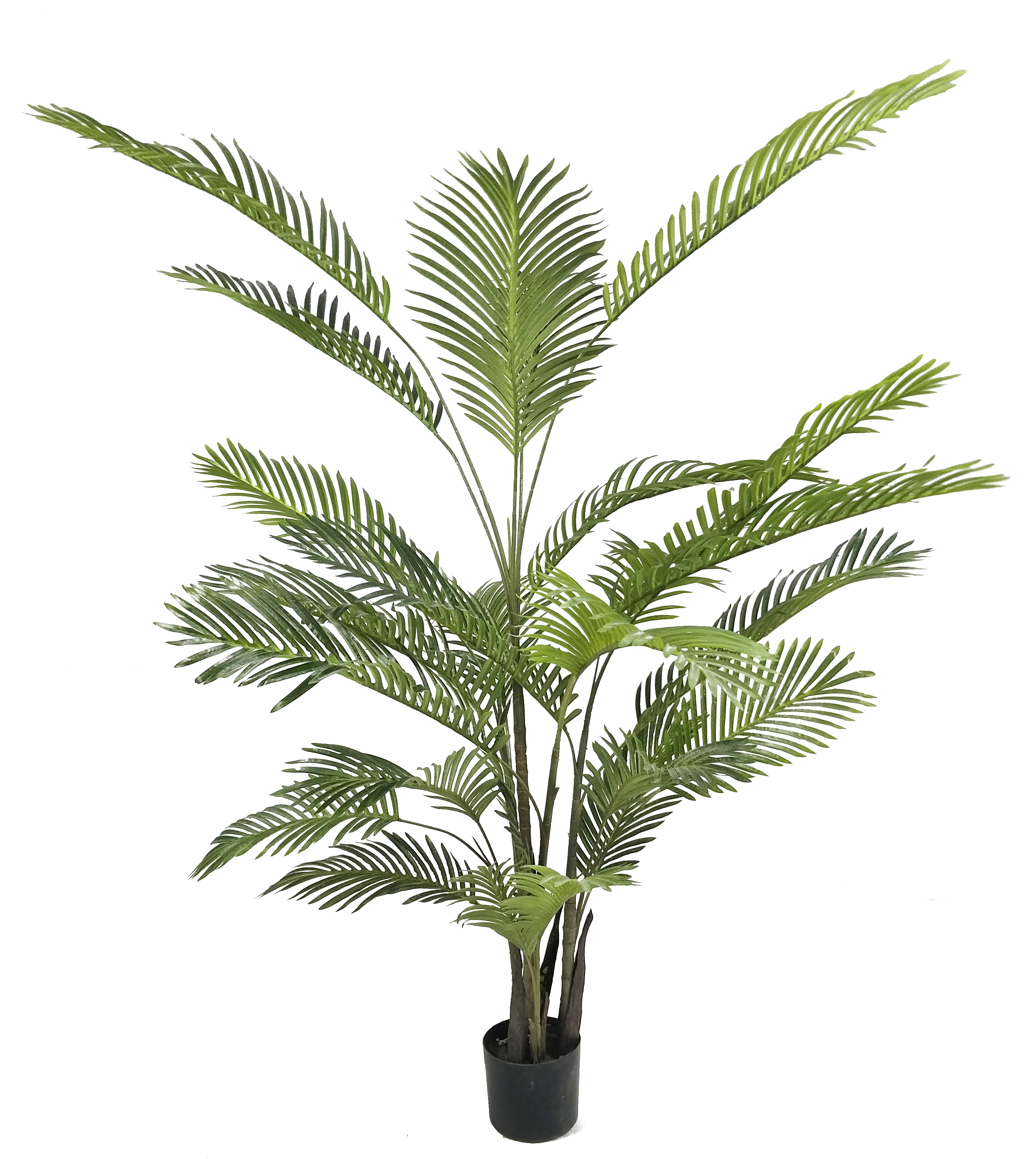 Factory Sale Green Garden Plant Dypsis Chrysalidocarpus Lutescens