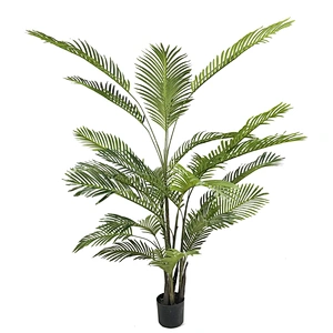 Factory Sale Green Garden Plant Dypsis Chrysalidocarpus Lutescens