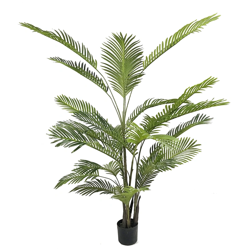 Factory Sale Green Garden Plant Dypsis Chrysalidocarpus Lutescens