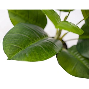 Home Decoration Scindapsus Aureus China Top Quality Artificial Leaves Bundle Scindapsus Aureus For Garden