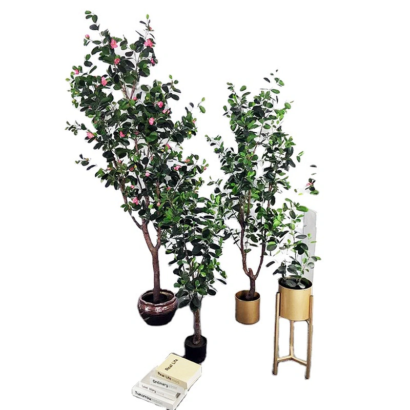 New Style Bonsai Plants China Top Quality Mini Small Medium Decorative Ornamental Bonsai Plants Of  Ficus Microcarpa