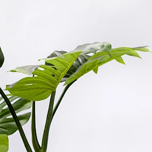 Decorative Varigata Plam Tree Ornamental Monstera Plate Monstera Leaf  For Home Office