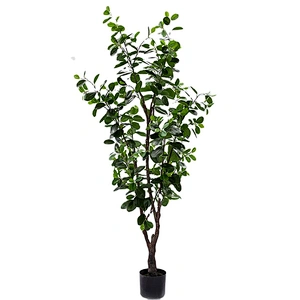 Delivery Fast Decorative Ornamental Bonsai Plants Ficus Deltoidea