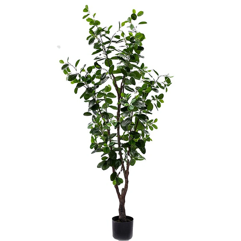 Delivery Fast Decorative Ornamental Bonsai Plants Ficus Deltoidea