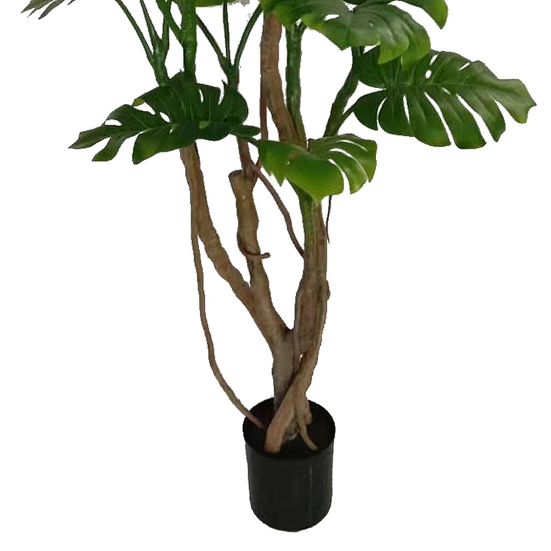 Wholesale High Quality Live Plants Monstera Deliciosa Obliqua Albo Variegata Monstera Trees