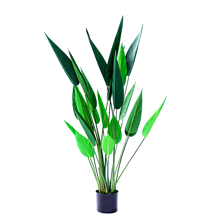 SILKYWAY:Factory Offer popular wholesale beautiful Strelitzia reginae ornamental plants bonsai