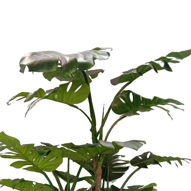 Wholesale High Quality Live Plants Monstera Deliciosa Obliqua Albo Variegata Monstera Trees