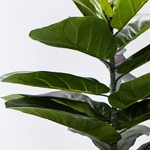 High Simulation Landscaping Fiddle Leaf Tree Plant  Nice Design Fiddle Leaf Fig Tree Plants