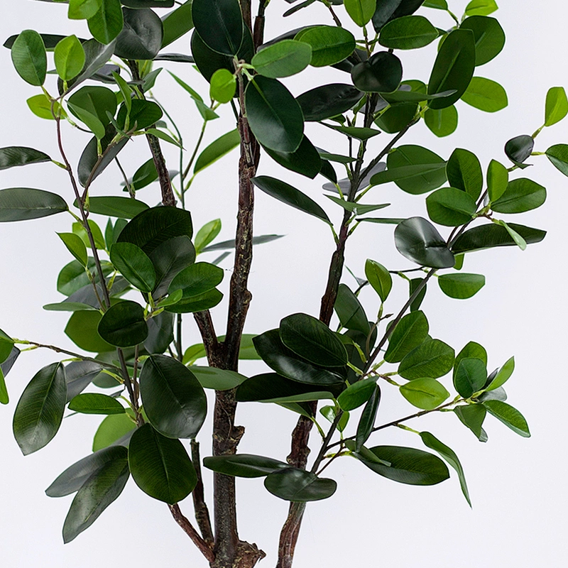 Wholesale indoor ficus trees bonsai house plant potted wedding centerpieces ficus trees